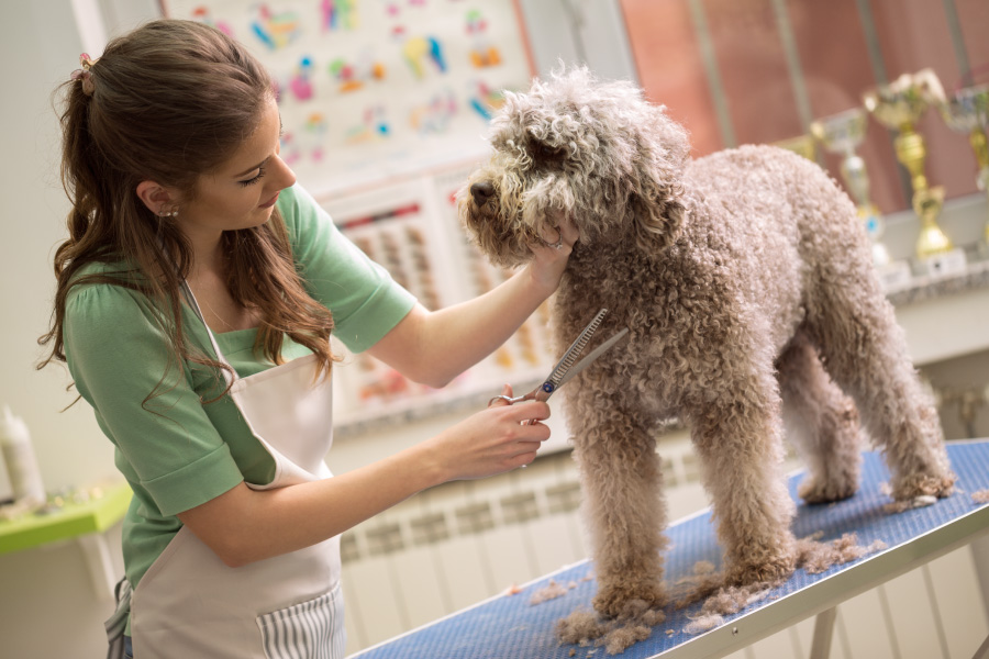 Learn the digital tools to take your pet-care business to the next level in the new year.